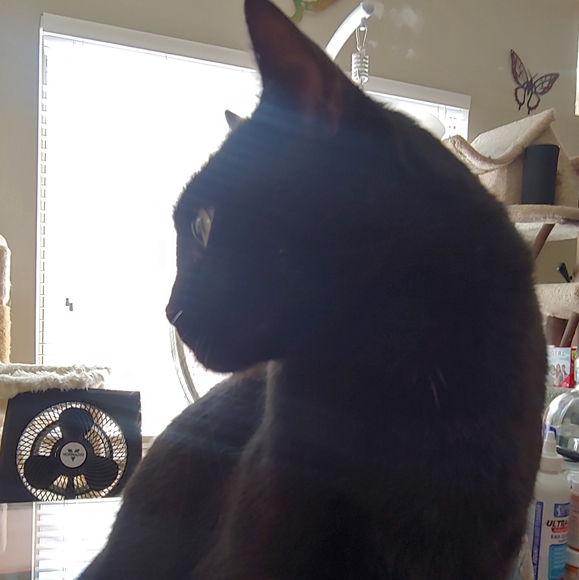 Meet your Posher, Kimberly - Picture 5 of 9